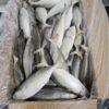 ปลาทูจีน 4/6