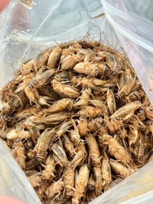 สะดิ้งสด แช่แข็ง 1 kg