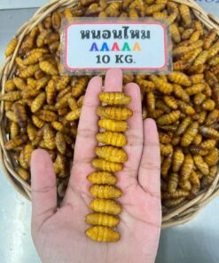 Alternative view of หนอนไหม ดักเเด้ Origin กล่อง 10 kg